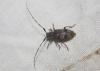 Leiopus sp.
